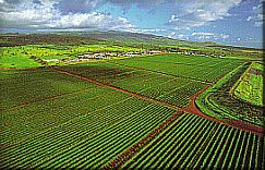 Coffees of hawaii - coffee fields